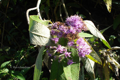 Vernonia comorinensis